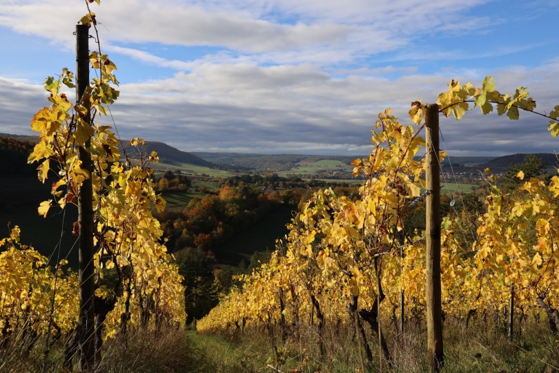 Weinbergs- und Naturführung - Mit allen Sinnen genießen