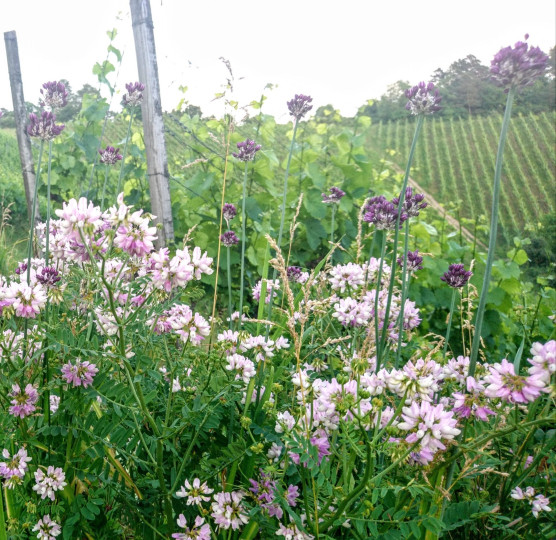 Weinwanderung