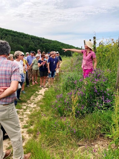 geführte Weinwanderung + Weinprobe