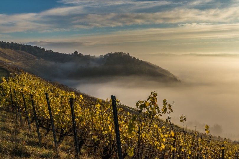 Zum magischen Ort des Frankenweins - Das Hammelburger terroir f