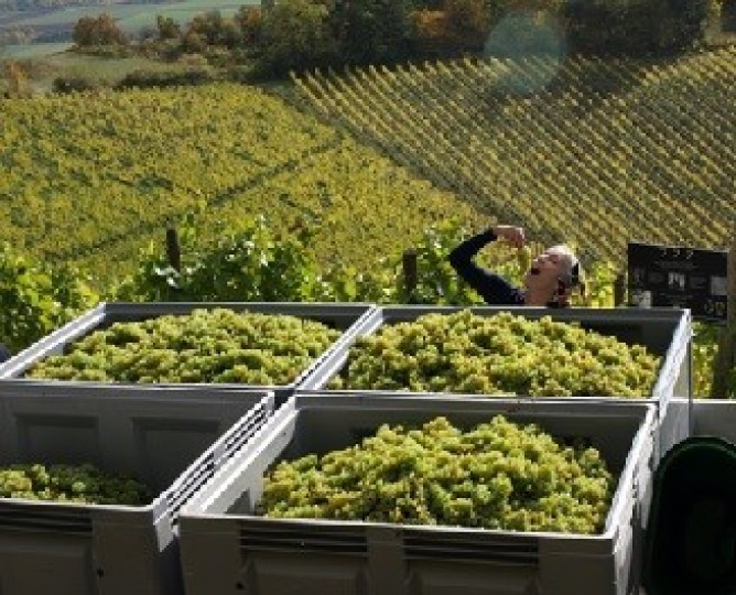 WEINLESE für GÄSTE