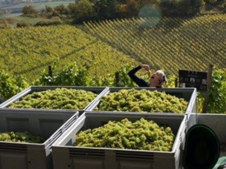 WEINLESE für GÄSTE